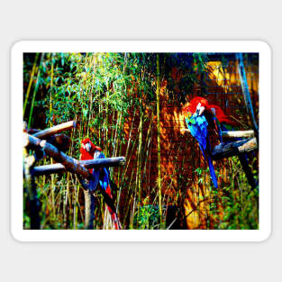 Scarlet Macaws Sticker